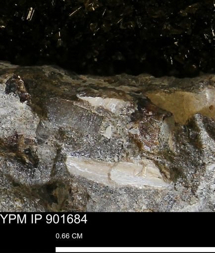 undet. Mollusca