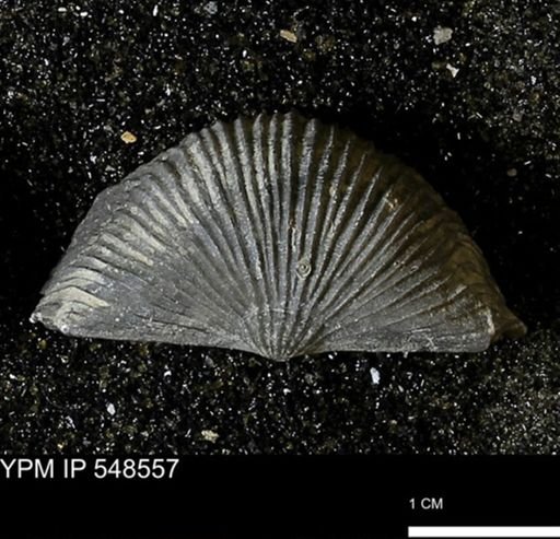 Stropheodonta inflexa?