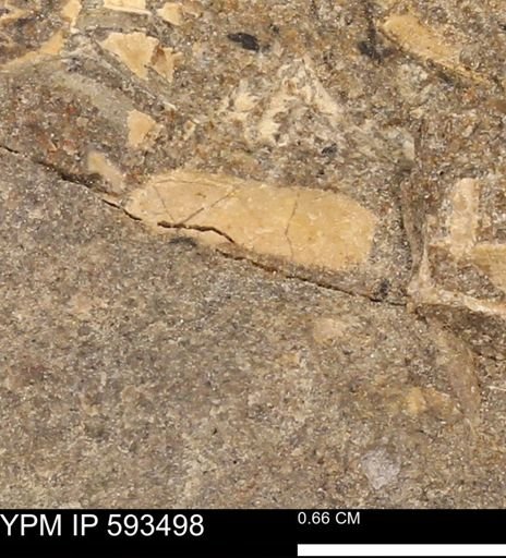 taxon undetermined