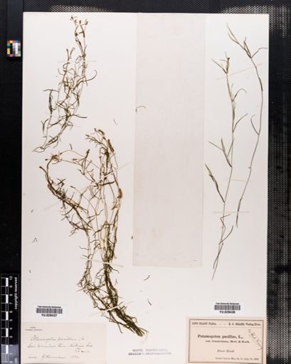 Plantae