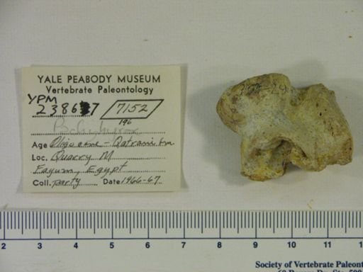 Pachyhyrax sp.