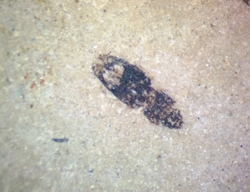 undet. Coleoptera