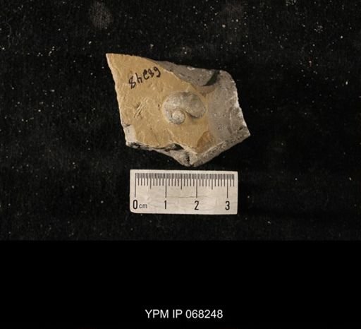 cf. Cyclonema cancellata