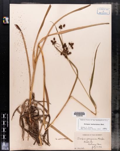 Scirpus hattorianus