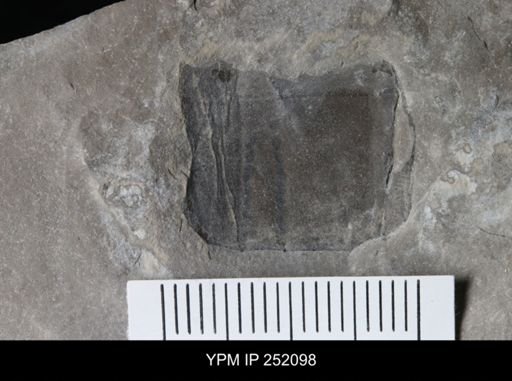 Eurypterus sp.