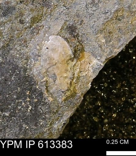 Scaphites sp.