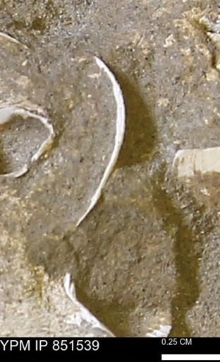 Limopsis striatopunctatus