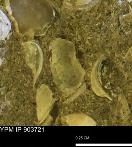 Corbulamella?