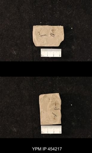 undet. Syrphidae