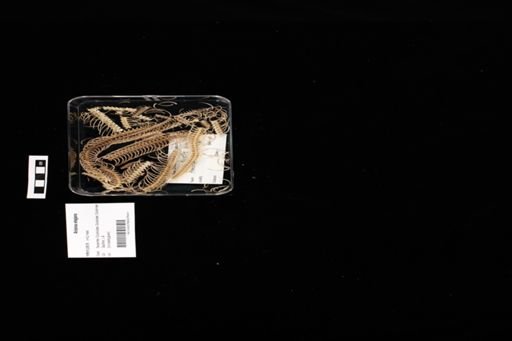 Arizona elegans