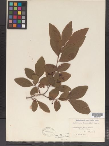 Gaylussacia frondosa