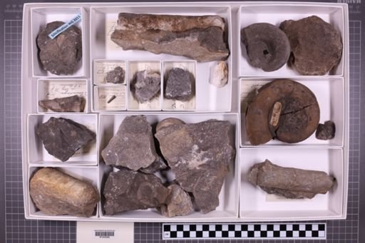 mixed taxa, stratigraphic collection