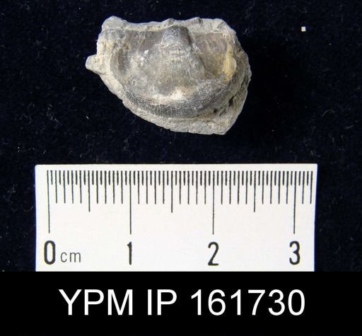 Leptaena rhomboidalis