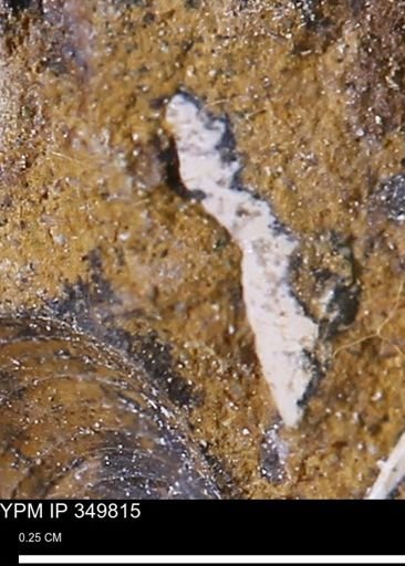 undet. Bivalvia