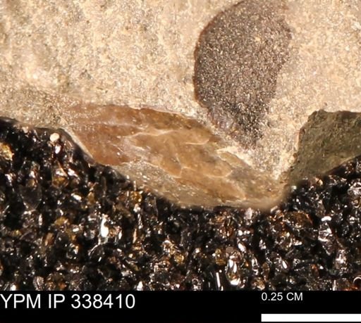 undet. Mollusca