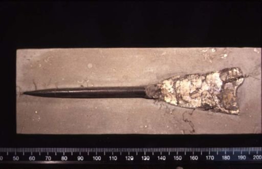 Cylindroteuthus puzosianus