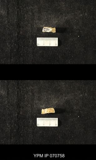 Favosites sp.