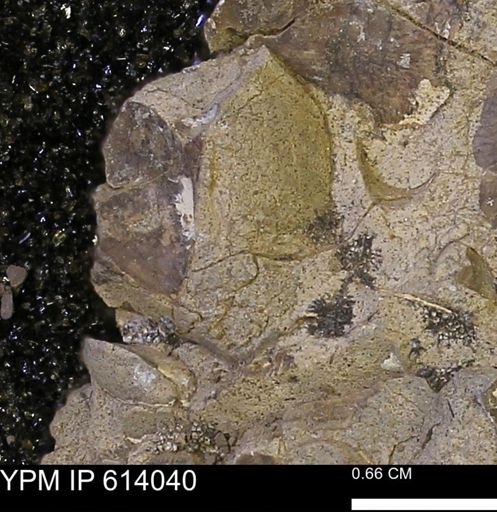 undet. Mollusca