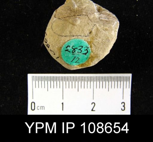 Chonetes sp.