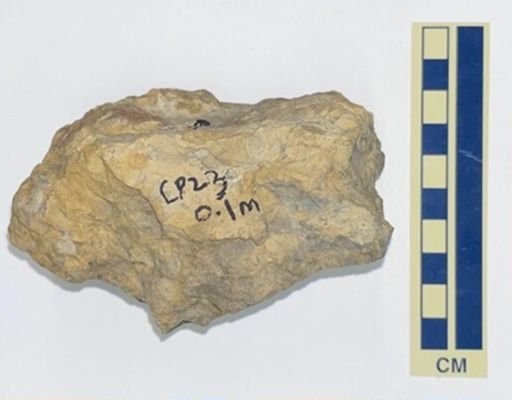 ichnofabric sample