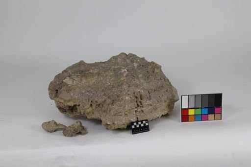 Entelodon sp.