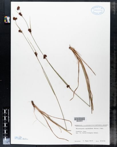 Rhynchospora capitellata