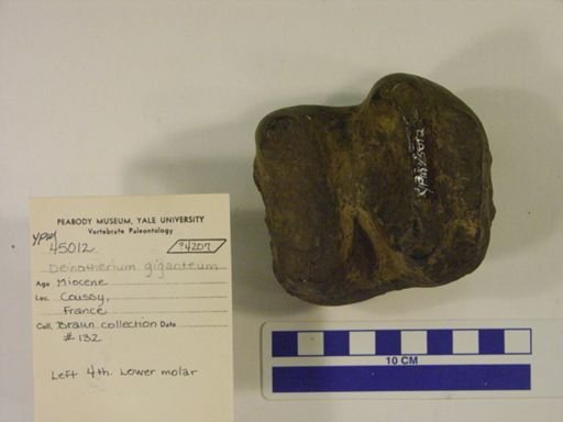 Deinotherium giganteum