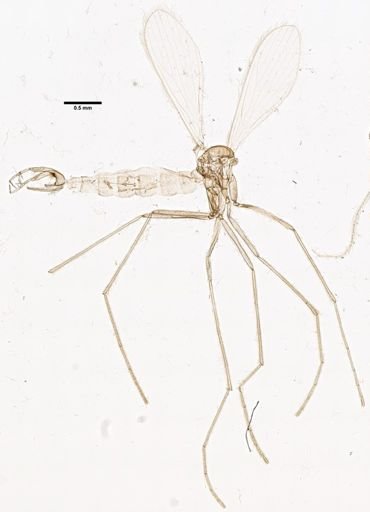 Brumptomyia brumpti