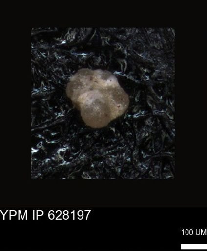 undet. Foraminiferida