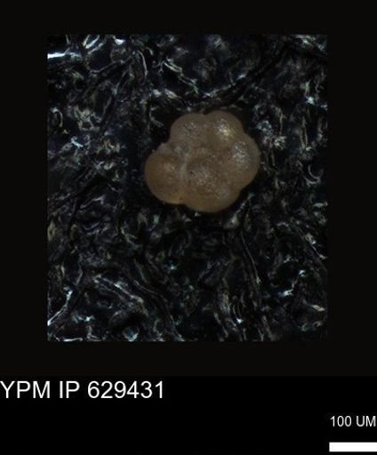 undet. Foraminiferida