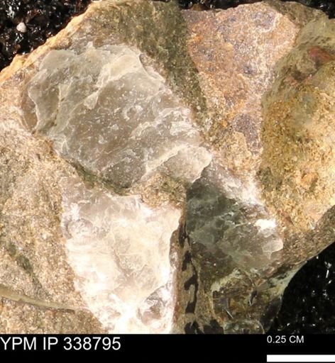 undet. Bivalvia