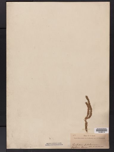 Lycopodium