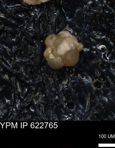 undet. Foraminiferida