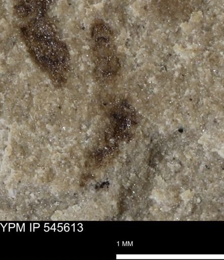 undet. Insecta