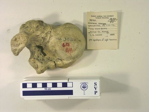 Teleoceras fossiger