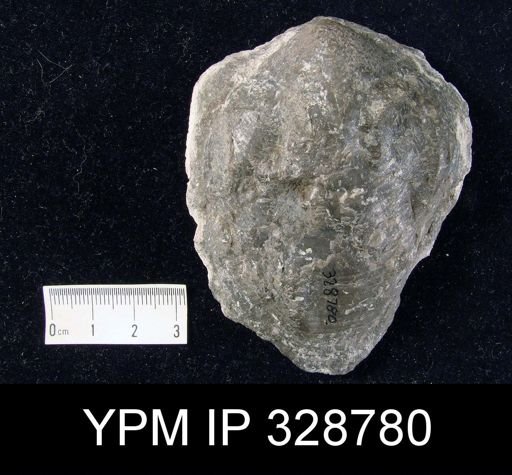 Pentamerus oblongus