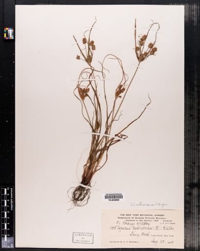 Cyperus retrorsus