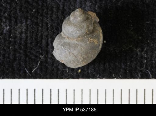 Viviparus montanaensis