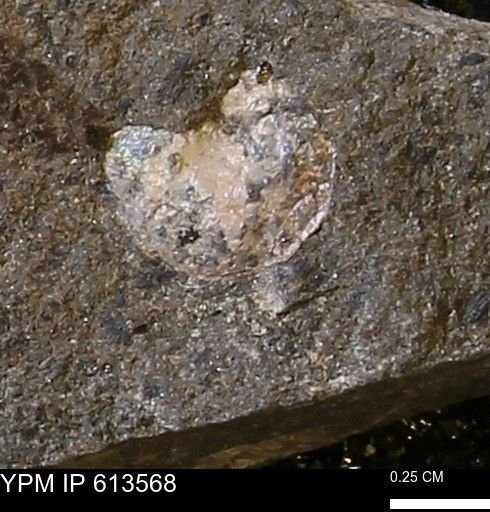 Scaphites sp.