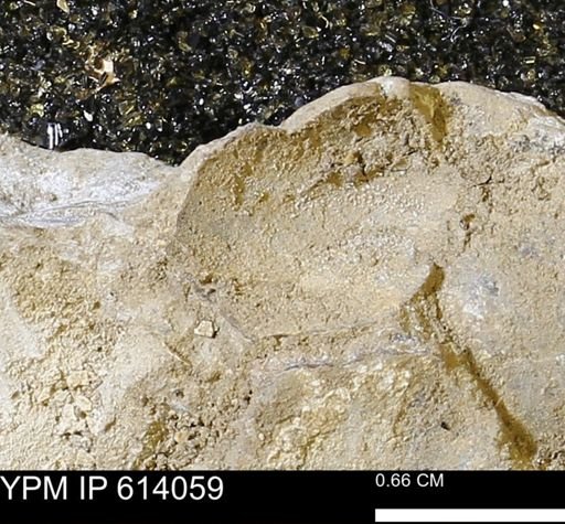 undet. Mollusca