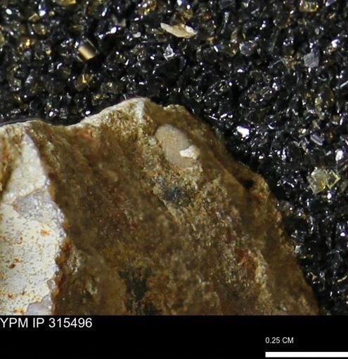 undet. Mollusca
