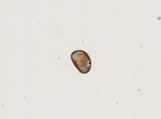 Cypris sp.