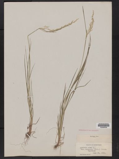 Agrostis capillaris