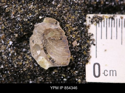 Limopsis striatopunctatus