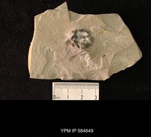 undet. Hexapoda