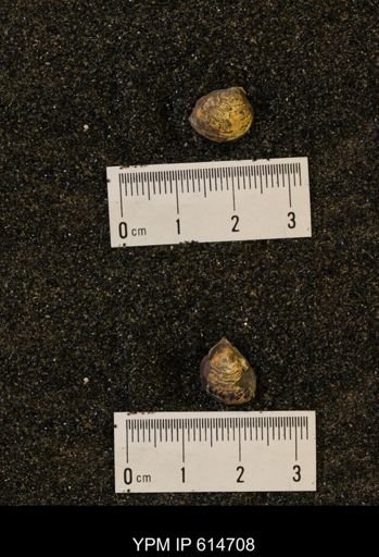 Limopsis striatopunctatus