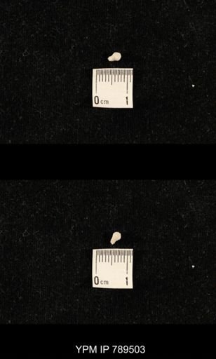 undet. Bryozoa