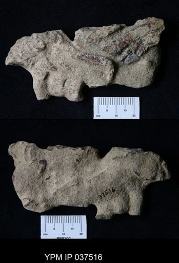 Pacifastacus chenoderma
