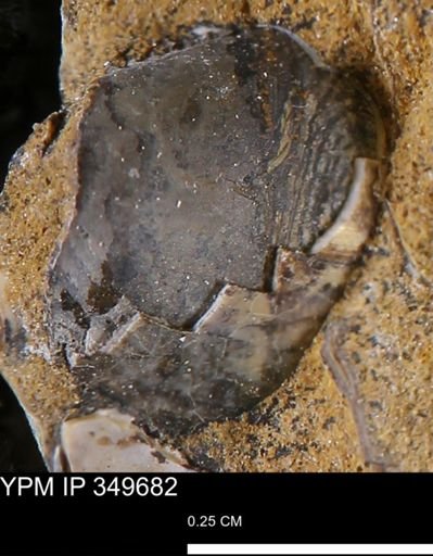 undet. Mollusca