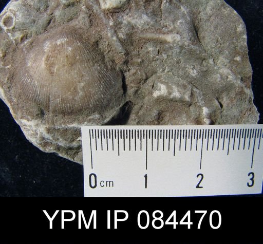 Rhipidomella hybrida